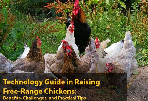 Technology Guide in Raising Free-Range Chickens: Benefits, Challenges, and Practical Tips