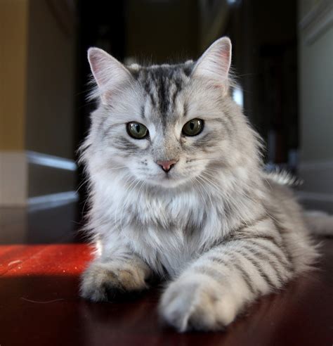 Siberian cat | Siberian cat, Siberian forest cat, Exotic cat breeds