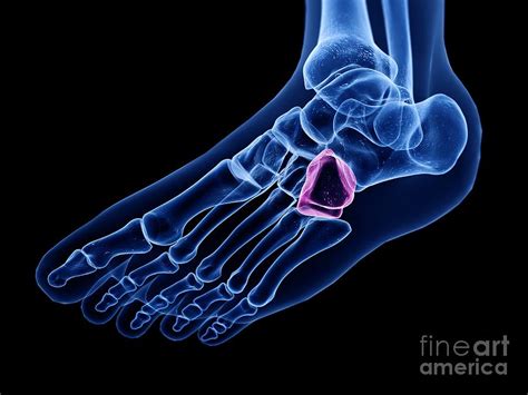 Cuboid Bone Photograph by Sebastian Kaulitzki/science Photo Library ...