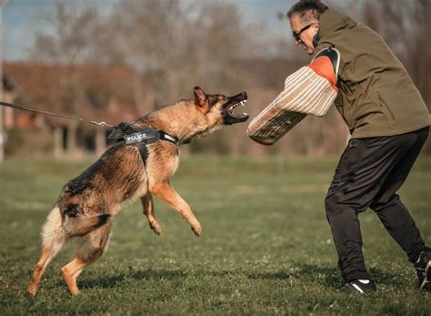 Dog Bite Lawsuit Guide 2023: Navigating Maryland Law | Pinder Plotkin LLC