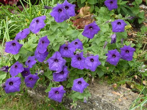 Purple Petunias : Grows on You