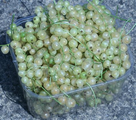 Allotment: From Plan to Plot to Platter: White-Currants - a special event!