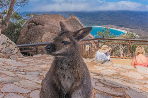 Wineglass Bay & Freycinet Day Tour From Hobart via Richmond