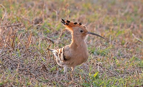 Cranium Bolts: More birds from Hesaraghatta