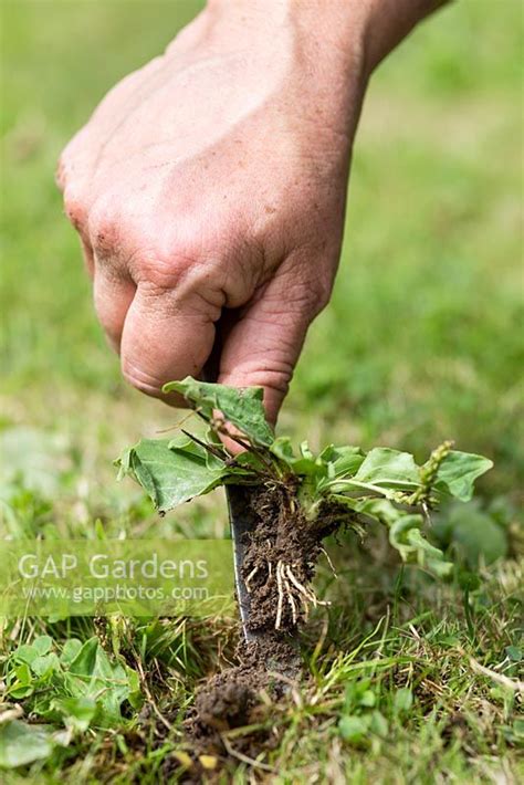 Removing weeds from ... stock photo by Paul Debois, Image: 0534013