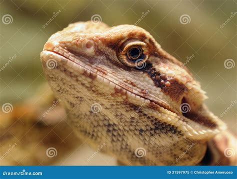 Lizard face stock image. Image of face, brown, personal - 31597975