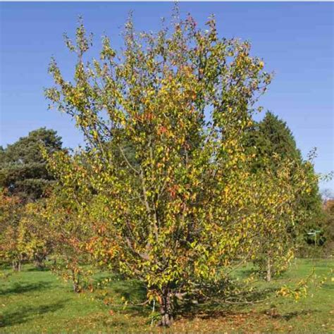 Buy Malus sieversii Seeds - Rarexoticseeds