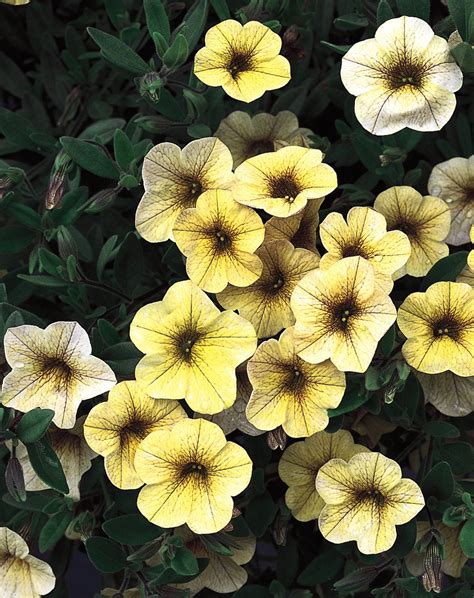 Million Bells® Yellow - Calibrachoa hybrid Flower Pots, Flower Garden, Flower Ideas, Million ...