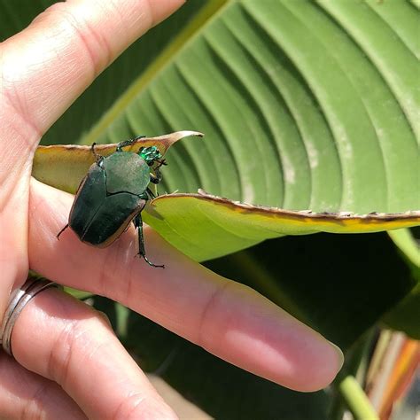 Green June Beetle | Photo, video, Instagram, Videos