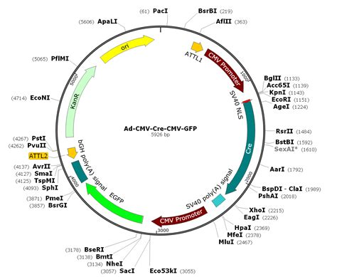 Ad-Cre-GFP (Cre recombinase adenovirus co-expression with GFP) [SL100706] - $488.00 : SignaGen ...