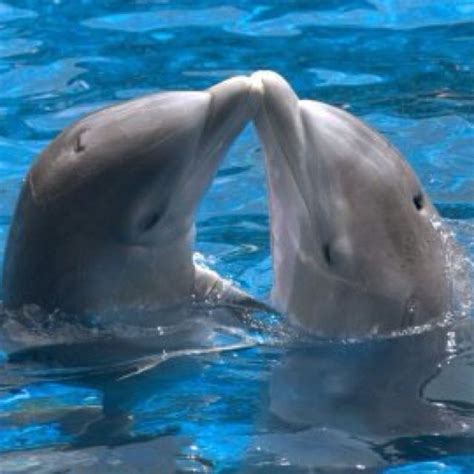 Swim Buddies | Baby dolphins, Dolphins, Cute animals