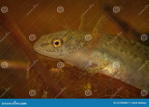 Closeup on an Aquatic Larvae Alpine Newt , Ichthyosaura Alpestris with it S Large Gills Stock ...