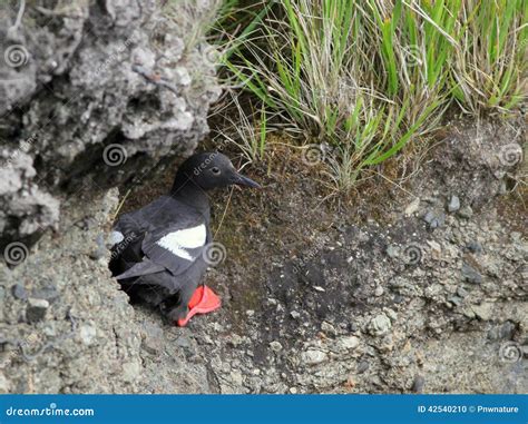 Pigeon Guillemot Pair Nesting On A Cliff Face At Olympic Np Royalty ...