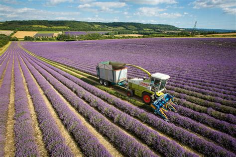 Lavender Harvest on Castle Farm - Castle Farm Shop