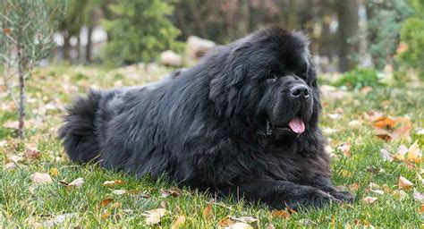 Newfoundland Dog Big Fluffy Breeds