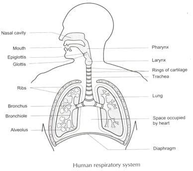 Draw a neat diagram of human respiratory system an toppr.com