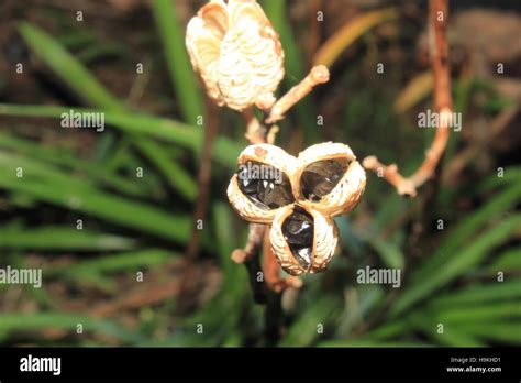 Tiger Lily Seeds in Pod Stock Photo - Alamy