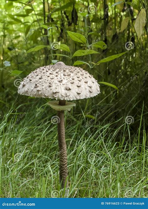 Kite fungus stock image. Image of white, forest, food - 76916623