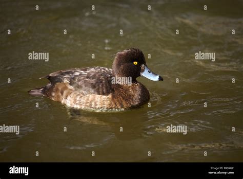 Female Tufted Duck Stock Photo - Alamy