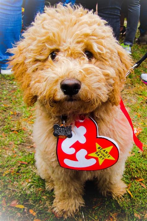 53 of the Cutest Halloween Costumes for Dogs | Dog halloween costumes funny, Cute dog halloween ...