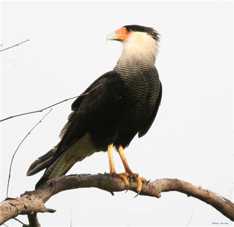 Carcará, Caracara, Crested, Crested audubon, Audubon (Polyborus plancus ...