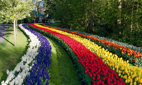 #778726 4K, Keukenhof Lisse, Netherlands, Tulips, Many - Rare Gallery ...