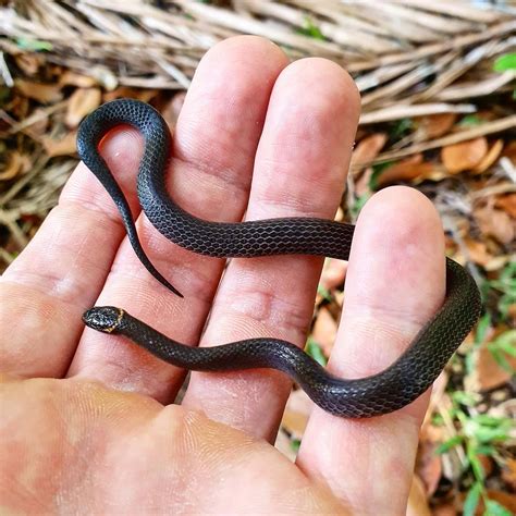 Dwarf-Crowned Snake - The Snake Catcher