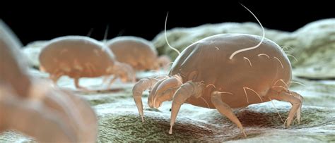 Bed Bugs vs. Dust Mites: What's the Difference? | JP Pest Services