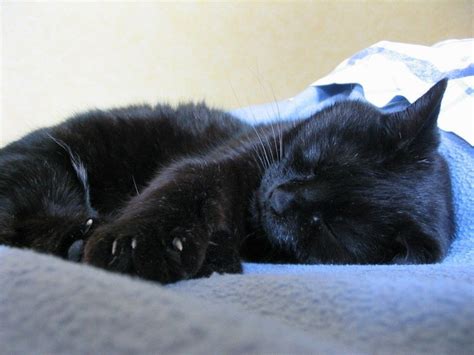 Black cat ... | Cat sleeping, Cat love, Cats