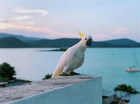 Cockatoo: An Affable Bird That Mimics Humans