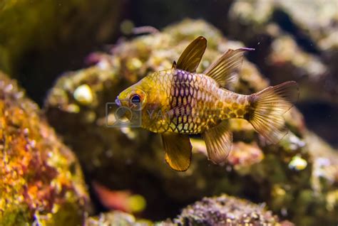 pajama cardinalfish in closeup, popular aquarium pet from the pacific ocean by ...