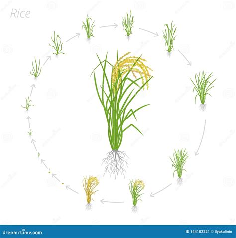 Circular Life Cycle Of Rye Grain. Growth Stages Of Rye Plant. Cereal ...