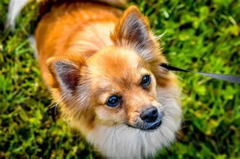 Pomeranian Chihuahua Mix Care Guide: A Feisty And Furry Friend | Perfect Dog Breeds