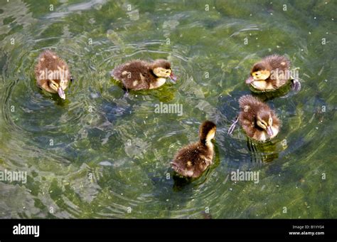 Five Fulvous Whistling Ducklings Dendrocygna bicolor Anseriformes ...