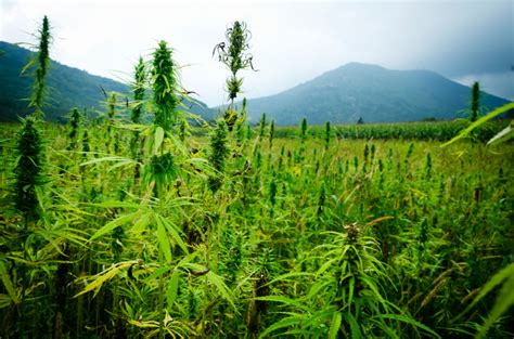 Hemp House: 'Green' Construction Presents Challenges | RISMedia\'s Housecall