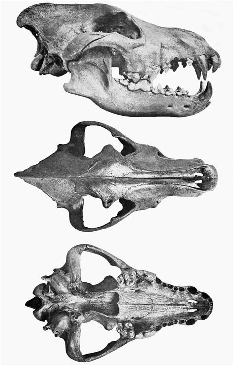 Dire Wolf Fossil, N. Texas : r/fossils