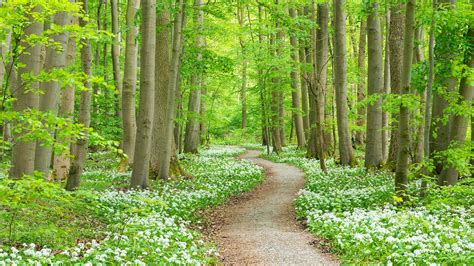 Bing image: Wild garlic in bloom at Hainich National Park, Germany ...