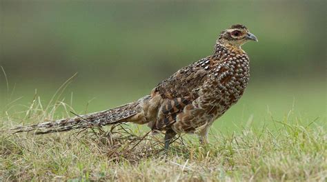 Female Pheasant Information : Their Appearance, Sounds, And Ability