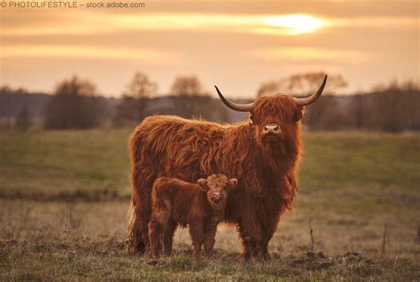 Die „Highland coo“ | Fluffy cows, Scottish highland cow, Scottish cow