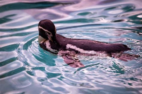 ZSL London Zoo: Penguins