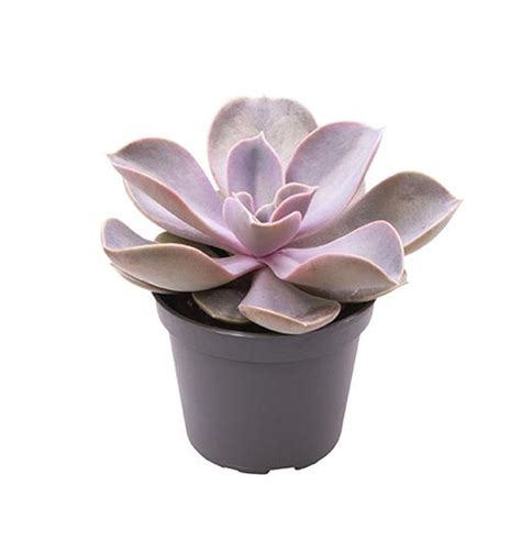 Echeveria gibbiflora 'Metallica' — Plant Wholesale FlorAccess