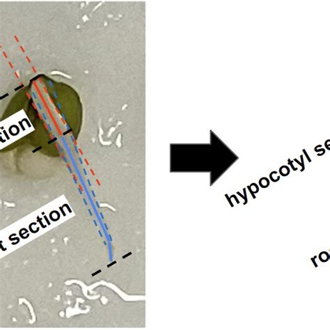 Measurement procedure for determining the hypocotyl and root length.... | Download Scientific ...