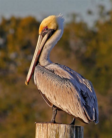 Brown Pelican Pose Photograph by HH Photography of Florida