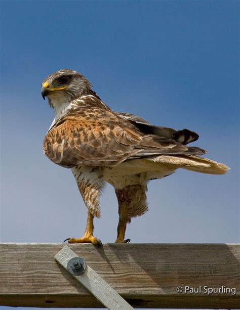 Ferruginous Hawk (Buteo regalis) in Explore Raptors: Facts, habitat, diet | The Peregrine Fund