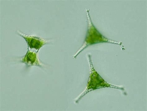 Protist Images: Staurastrum anatinum