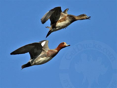 russia duck hunting eurasian wigeon 7219 - Ramsey Russell's GetDucks.com