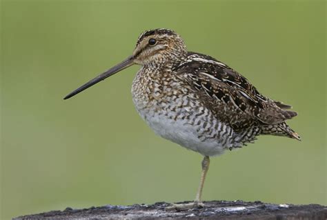 Wilson's Snipe "Gallinago delicata" | Boreal Songbird Initiative