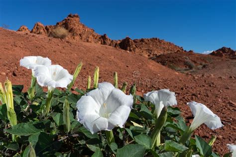 Desert Bloom Closeup in Nevada Stock Photo - Image of white, desert: 71376338