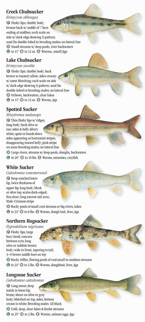 Lake Michigan Fish Species Chart