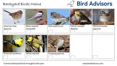 Top 33 Backyard Birds In Maine (Free Id Charts) - Bird Advisors